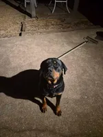Katie , a female Rottweiler for sale in Beaumont, TX – Photo 7 of 7