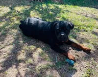 Katie , a female Rottweiler for sale in Beaumont, TX – Photo 6 of 7