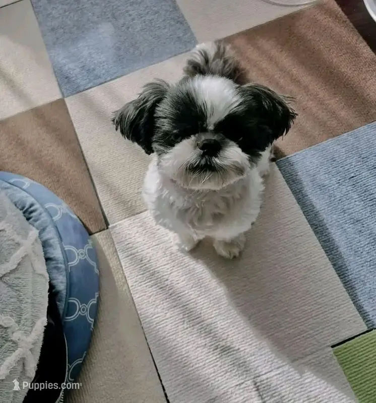 Melony pregnant  – Shih Tzu puppy for sale in Beaumont, TX