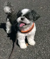 Melony pregnant , a female Shih Tzu for sale in Beaumont, TX – Photo 2 of 2