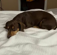 Mickey check him out , a male Dachshund for sale in Baytown, TX – 6 of 7
