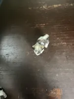 Chester , a male Havanese for sale in Beaumont, TX – Photo 3 of 3