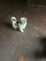 Chester , a male Havanese for sale in Beaumont, TX – Photo 2 of 3