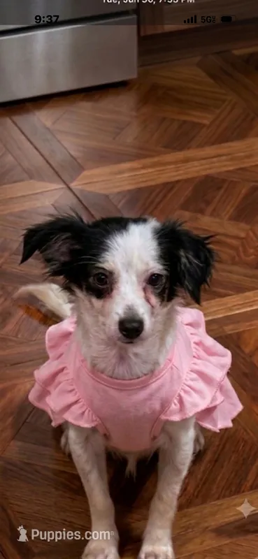 Expecting long hairs one week  – Chihuahua puppy for sale in Beaumont, TX