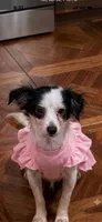 Expecting long hairs one week , a  Chihuahua for sale in Beaumont, TX – 1 of 3