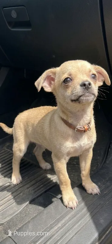 Papi urgent home he a teacup  – Chihuahua puppy for sale in Beaumont, TX