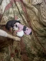 Fester the hairless , a male Chihuahua for sale in Beaumont, TX – 2 of 3