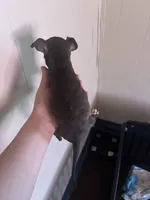 Destiny , a female Chihuahua for sale in Beaumont, TX – 2 of 4