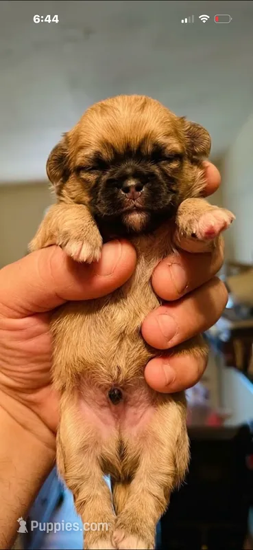 Kevin the tiny long hair apple head  – Chihuahua puppy for sale in Baytown, TX