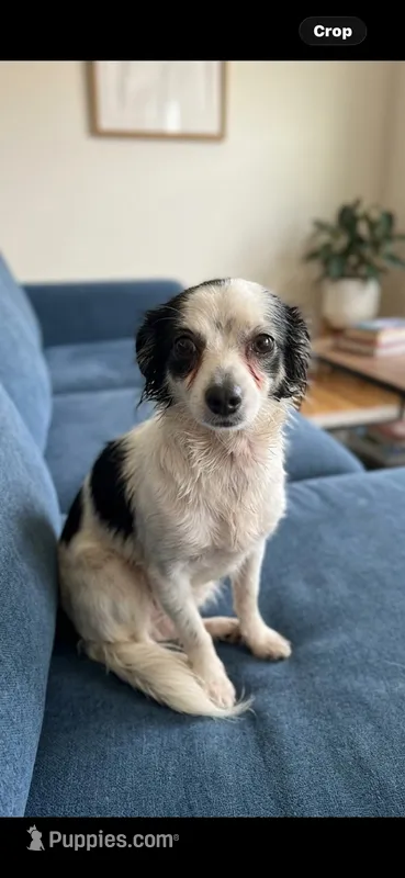 Brittany pregant an need home  – Chihuahua puppy for sale in Beaumont, TX