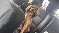 Pregnant cocker spaniel , a female Cocker Spaniel for sale in Beaumont, TX – 2 of 2