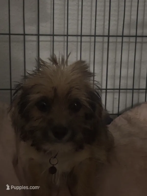 Paco  – Shihpoo puppy for sale in Baytown, TX