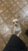 Eddie , a female Chihuahua for sale in Beaumont, TX – 2 of 5