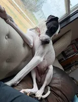 Lady bug , a female Great Dane for sale in Beaumont, TX – 2 of 5