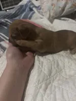 Carl  long hair. , a male Miniature Dachshund for sale in Beaumont, TX – 2 of 5