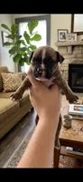Star , a female Boxer for sale in Beaumont, TX – 1 of 3