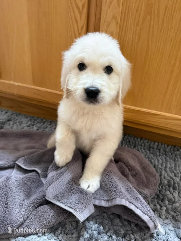 Lola – English Cream Golden Retriever puppy for sale in Beaumont, TX