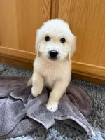 Lola, a female English Cream Golden Retriever for sale in Beaumont, TX – 1 of 4