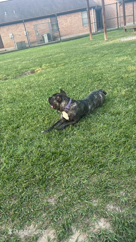 Kiara urgent home needed  – Cane Corso puppy for sale in Beaumont, TX