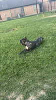Kiara urgent home needed , a female Cane Corso for sale in Beaumont, TX – 1 of 2