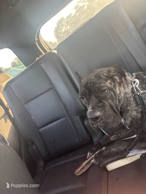 Kiara urgent home needed  – Cane Corso puppy for sale in Beaumont, TX