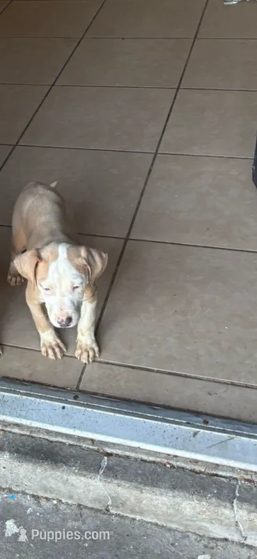 Selma  – Great Dane, Cane Corso puppy for sale in Beaumont, TX