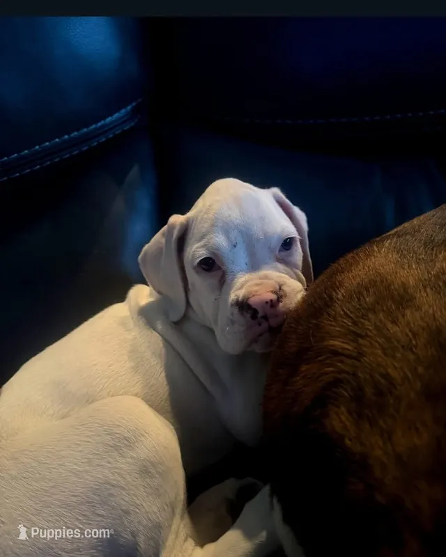 Damon  – Boxer puppy for sale in Beaumont, TX