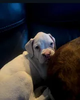 Damon , a male Boxer for sale in Beaumont, TX – 1 of 5