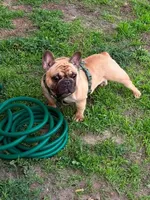 Fluffy Frenchi boy snoopy , a male French Bulldog for sale in Baytown, TX – 3 of 6