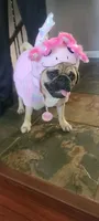 Snoopy akc , a male Pug for sale in Baytown, TX – 2 of 4