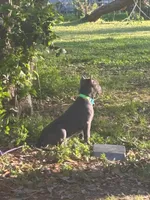 Chapo , a male American Bully for sale in Beaumont, TX – 1 of 3