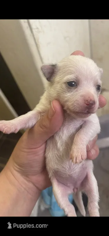 Blanca soild white long hair.  – Chihuahua puppy for sale in Beaumont, TX