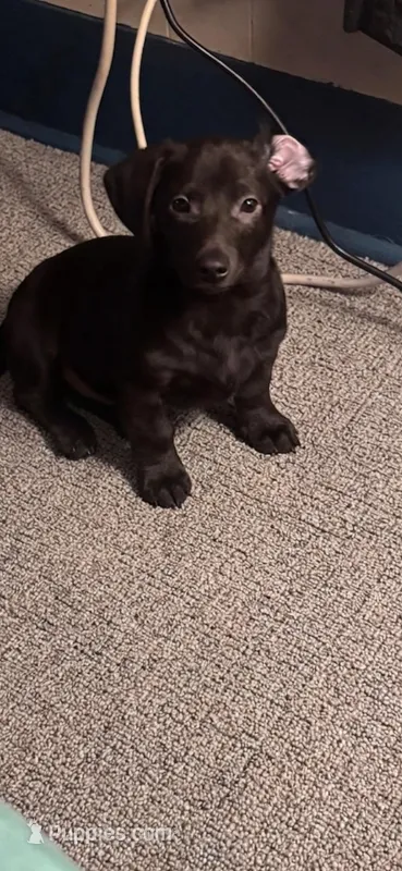 Carlos  – Dachshund puppy for sale in Beaumont, TX