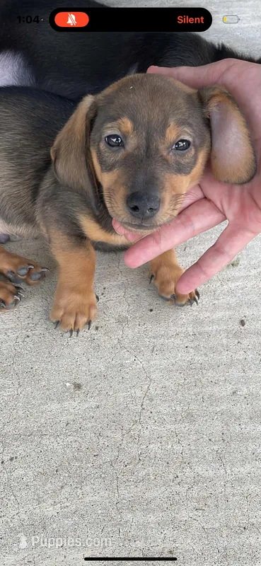 Rocky  – Miniature Dachshund puppy for sale in Beaumont, TX