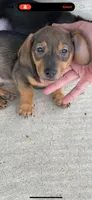 Rocky , a male Miniature Dachshund for sale in Beaumont, TX – 1 of 1