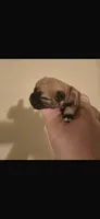 Kevin the tiny long hair apple head , a male Chihuahua for sale in Baytown, TX – 4 of 5