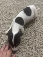 Mickey check him out , a male Dachshund for sale in Baytown, TX – 2 of 7