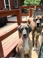 Luca , a male Dalmatian and Great Dane for sale in Beaumont, TX – Photo 2 of 6