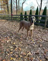 Luca , a male Dalmatian and Great Dane for sale in Beaumont, TX – Photo 3 of 6