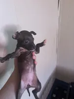 Destiny , a female Chihuahua for sale in Beaumont, TX – 3 of 4