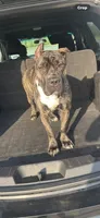Kiara urgent home needed , a female Cane Corso for sale in Beaumont, TX – 2 of 2