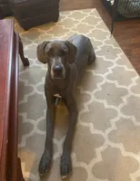 Puppy one  reduced price , a male Great Dane for sale in Beaumont, TX – 4 of 4