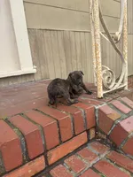 Katie, a female Boxer for sale in Beaumont, TX – Photo 4 of 5