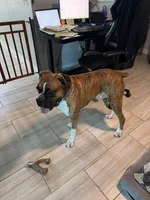 Katie, a female Boxer for sale in Beaumont, TX – Photo 2 of 5