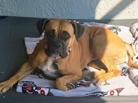 Katie, a female Boxer for sale in Beaumont, TX – Photo 3 of 5