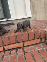 Katie, a female Boxer for sale in Beaumont, TX – Photo 5 of 5