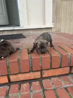 Katie, a female Boxer for sale in Beaumont, TX – Photo 1 of 5