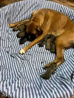 Star , a female Boxer for sale in Beaumont, TX – 2 of 3
