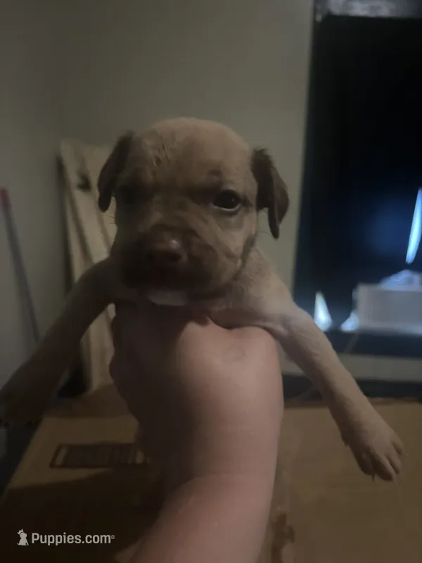 Bruce lee, a male Great Dane for sale in Beaumont, TX – 1 of 4