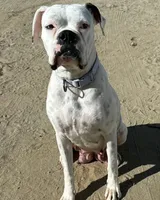 Damon , a male Boxer for sale in Beaumont, TX – 3 of 5